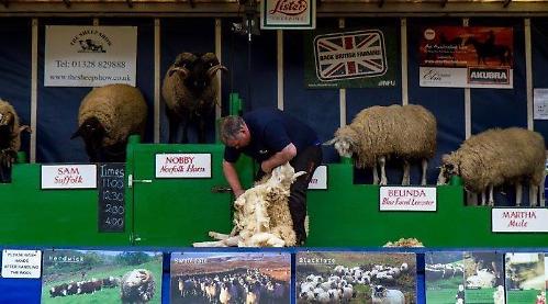 Lots to learn with ’dancing’ sheep and working dog demonstrations