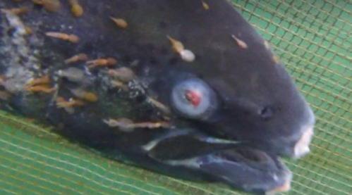 Unpalatable truth of salmon farming should put you off cooking it