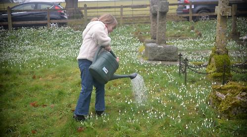 ‘Highwayman’ blesses snowdrops