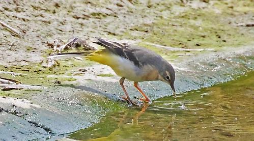 Reading RSPB