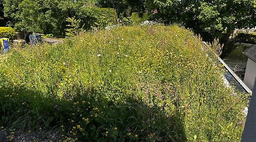 Theatre to plant up courtyard for pollinators