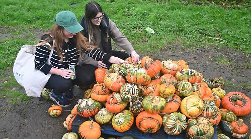 Pumpkin day and growing season hit by bad weather