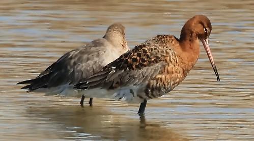 Reading RSPB