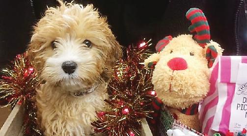 We have got a range of gifts for your pets