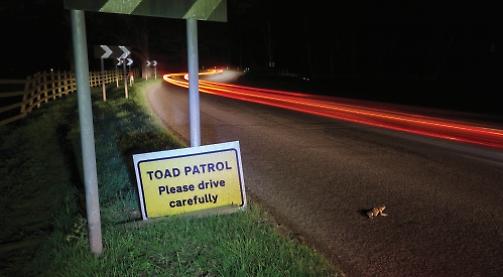 Spawning toads go slowly