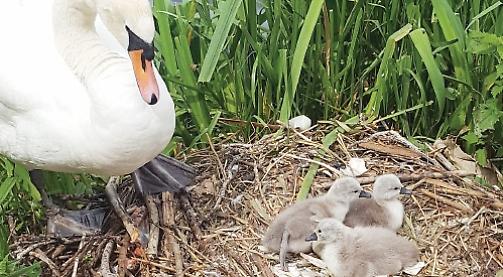 Cygnet killed in suspected dog attack by river towpath