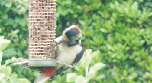 Breakfast with a woodpecker