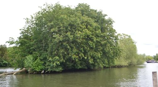 Council threatens to seize ownership of untidy Thames island
