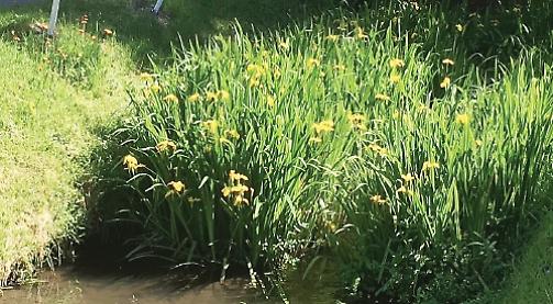 Yellow fever