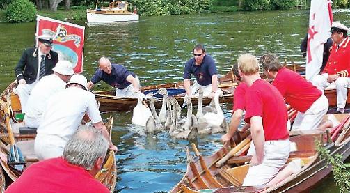 Swan and cygnets removed ready for regatta