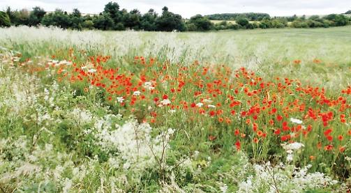 A sea of poppies