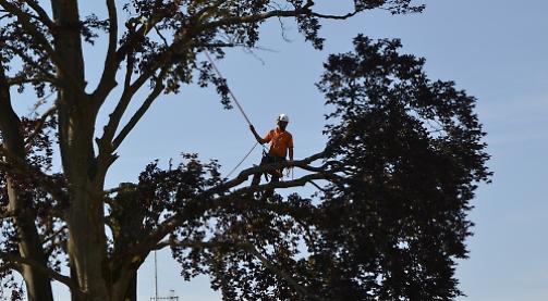 Diseased tree lifted over homes by crane to be recycled