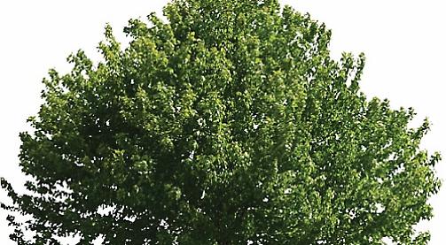 'Energy tree' that could be solution to climate change