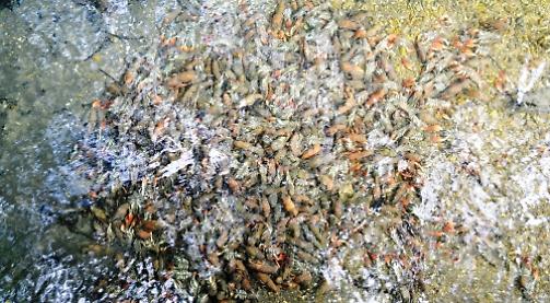 Mystery killer leaves hundreds of crayfish dead in Thames