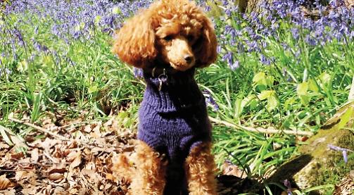 Peanut the energetic poodle loves walking