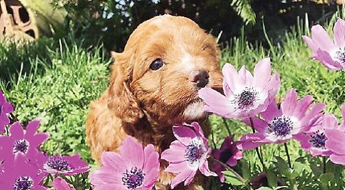 My very own Easter Bunny (dog)