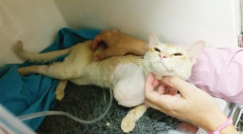 Cat loses leg after shooting