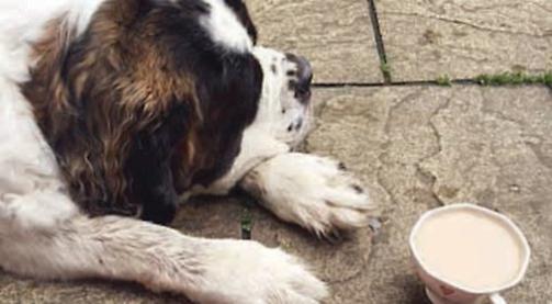 Sleepy, mud-loving dream dog