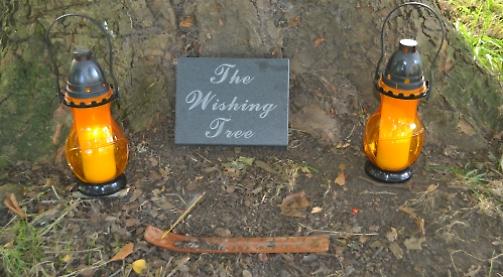 Wish upon a sycamore and make your dreams come true
