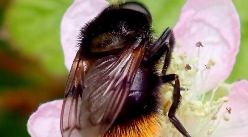 How to be friendly to bees and why it matters