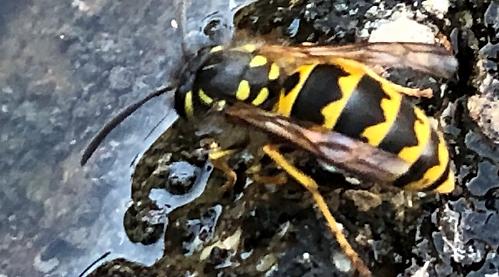 Even wasps need to take a drink in the heatwave