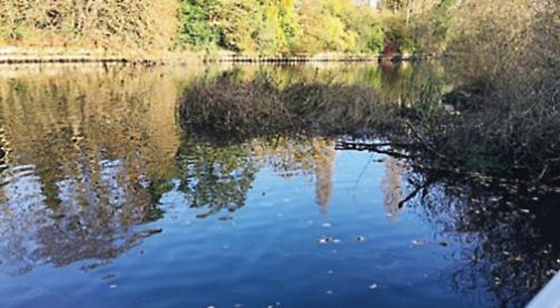 Good start but you must do more to get rid of river weed