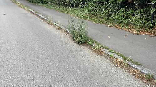 Unruly roadside weeds need to be ‘whacked’