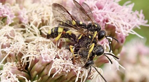 Enthusiastic male wasp