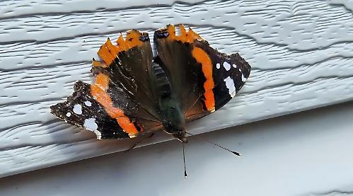 Delighted by butterfly
