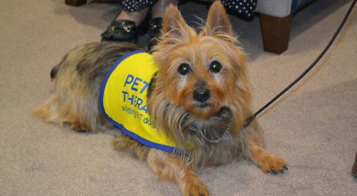 Little Aussie bringing joy to lives of elderly and unwell