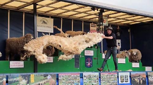 Sheer fun with ‘dancing’ sheep and working dog display