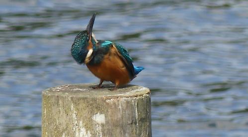 Clear sighting of kingfisher was worth the wait