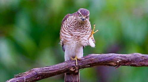 Berkshire, Buckinghamshire and Oxfordshire Wildlife Trust is
