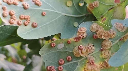 Lengthen growing season with more to enjoy