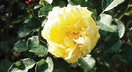 Unseasonal blooms