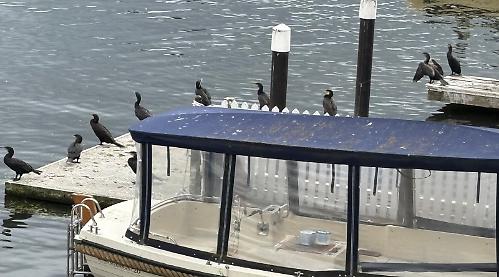 Cormorants on parade