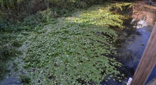We must stop river invader