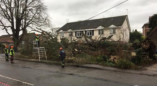 Tree crashes into gardens during high winds