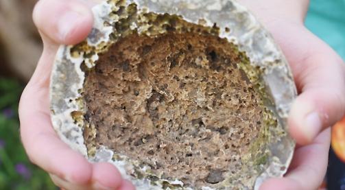 Girl finds fossil 100 million years old