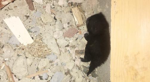 Builders rescue kittens from derelict restaurant