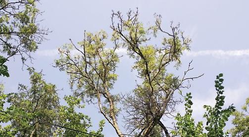 Ash trees that profited from Great Storm are under threat of disease