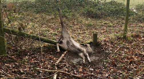 National Trust vote on barbed wire ban after deer death