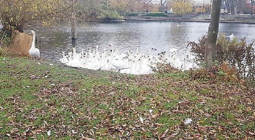Don’t stop feeding the swans