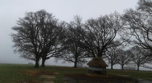 Oak trees planted for Victoria’s diamond jubilee still going strong