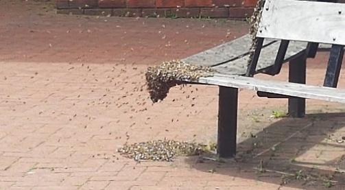 Bench rest for bees