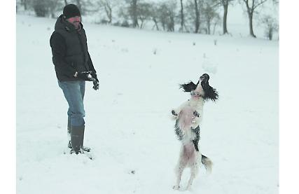 Top Dog? Scout