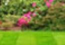 Garden Services