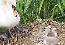 Cygnet killed in suspected dog attack by river towpath