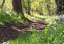 Parkrun comes to Henley