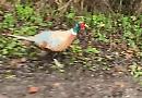 VIDEO: Meet Boris, the bad-tempered pheasant